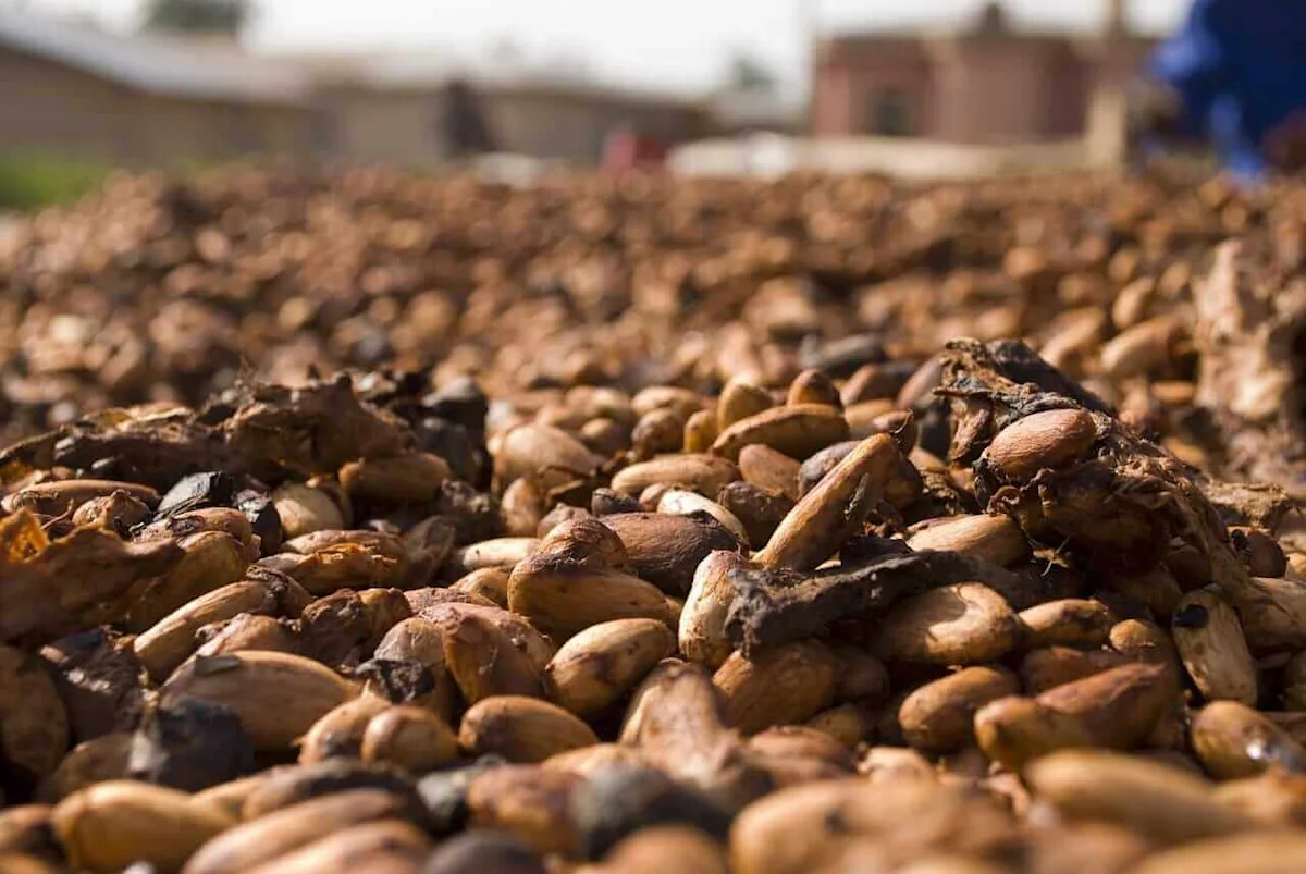 Bigger Supplies from the Ivory Coast Knock Cocoa Prices Lower