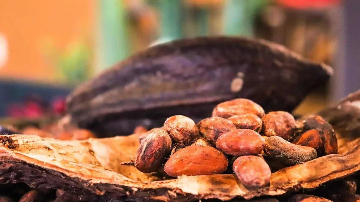 Forecasts for Scant Ivory Coast Rains Boost Cocoa Prices