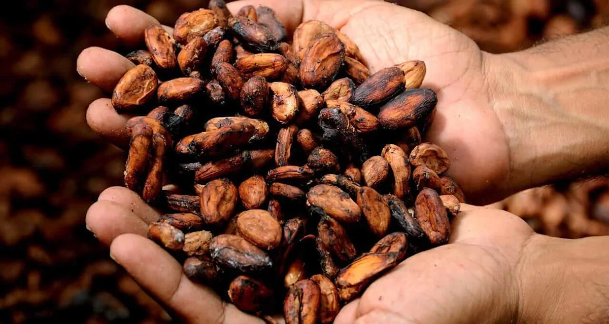 Cocoa Prices Little Changed on Dollar Strength and Ivory Coast Weather